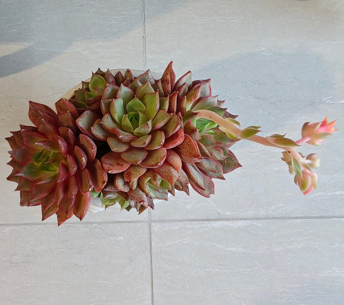 Succulent Serene Muse Face Planter β Echeveria Agavoides (4-Headed Blooming) - SlowBloomGreens
