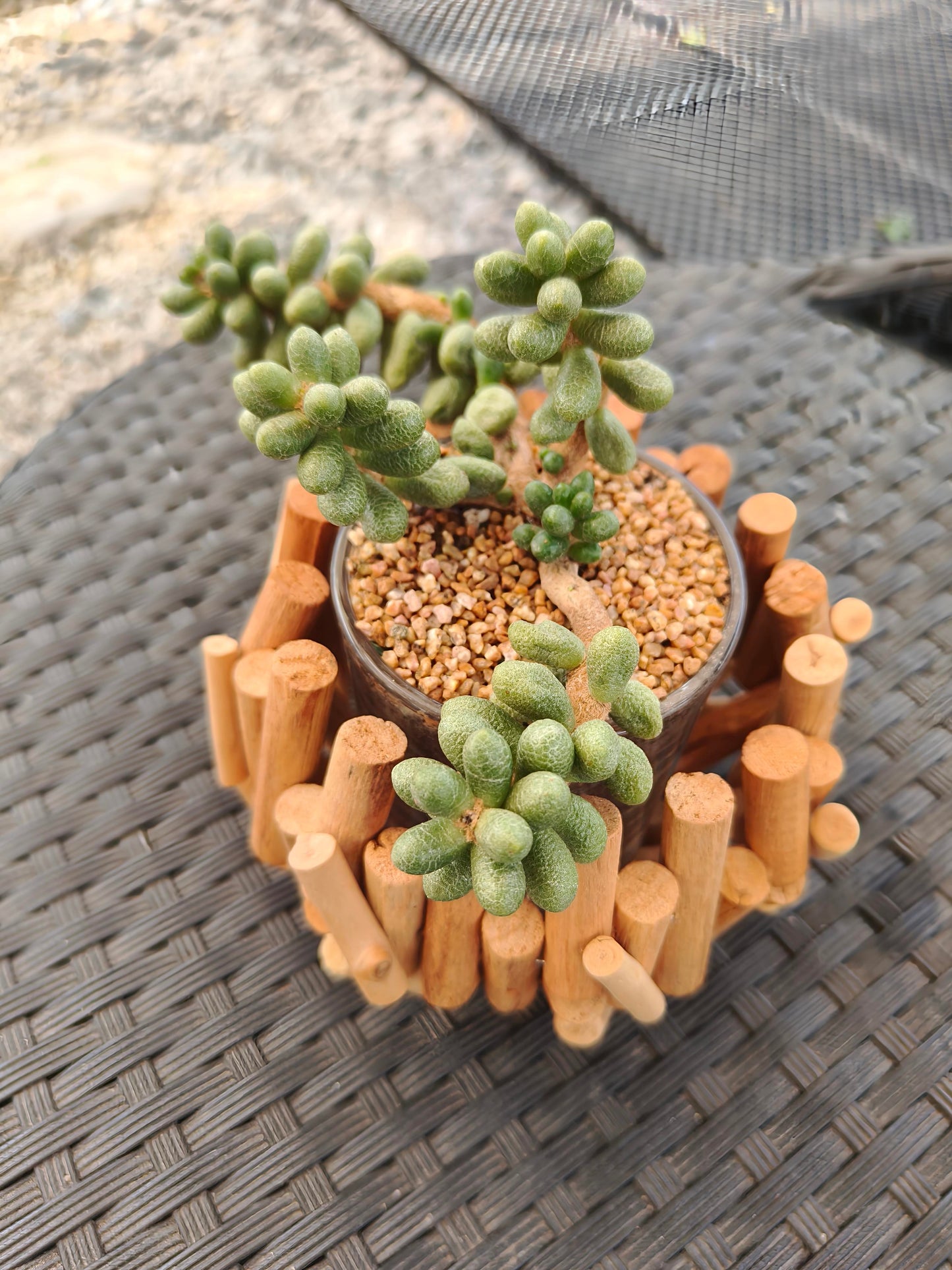 Succulent Quiet Grove Planter – Sedum Hernandezii *Rare