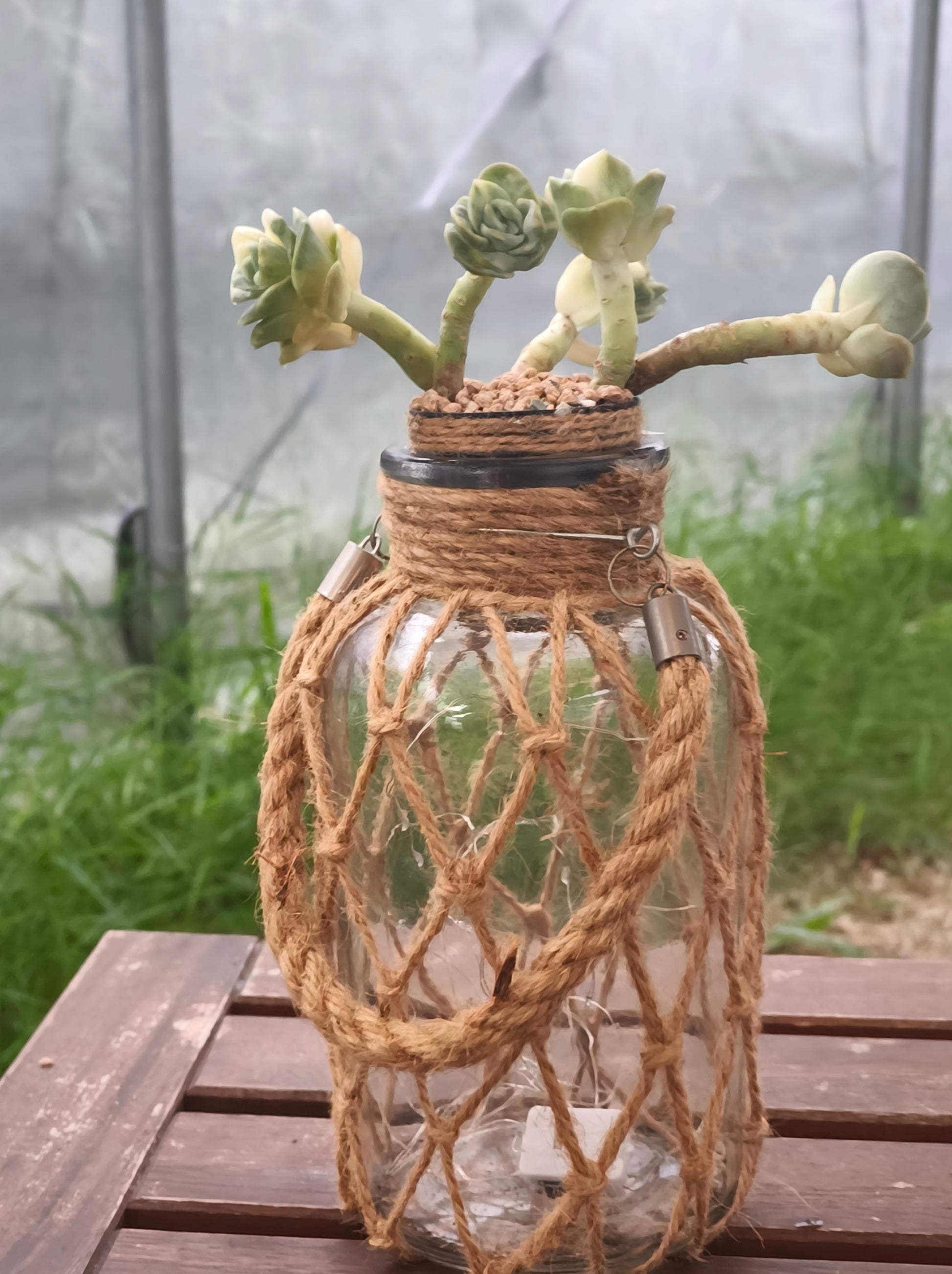 Succulent Retro Hemp Rope Vase - Graptoveria 'Lovely Rose' - SlowBloomGreens
