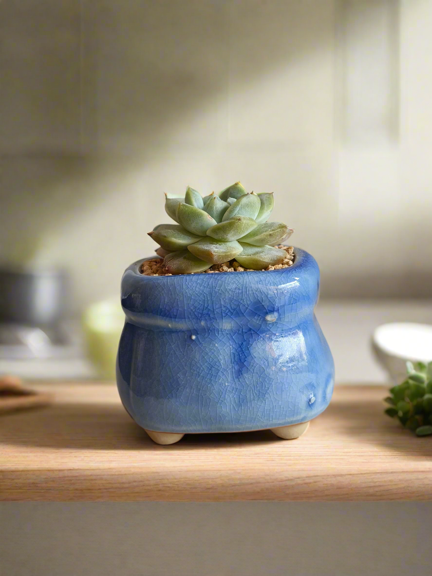 Elegant Succulent Glaze Square Pot - Gift Favors in teal