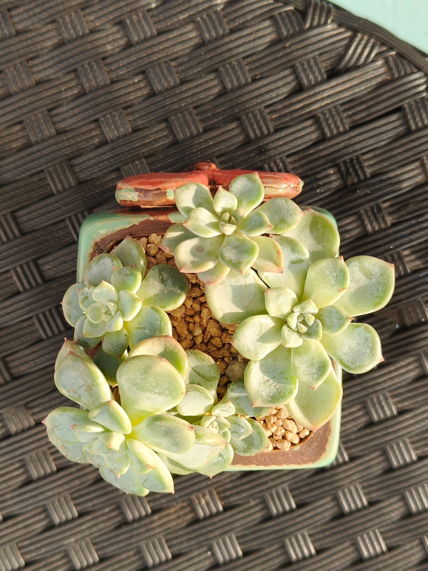 Succulent Ceramic Butterfly Square Teal Planter – Graptoveria 'Titubans'