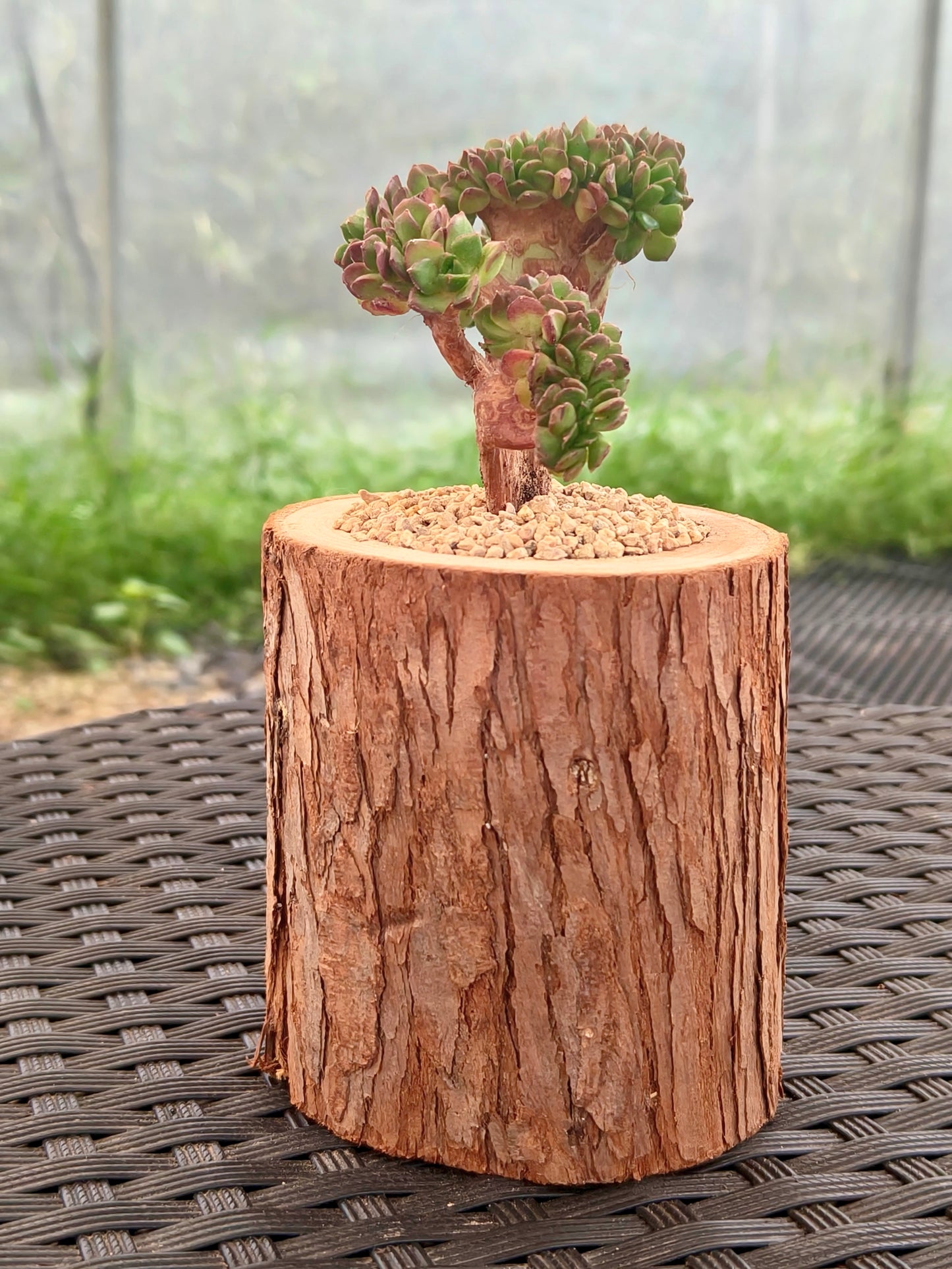 Succulent Nature Log Planter - Crested Lety's Sedeveria