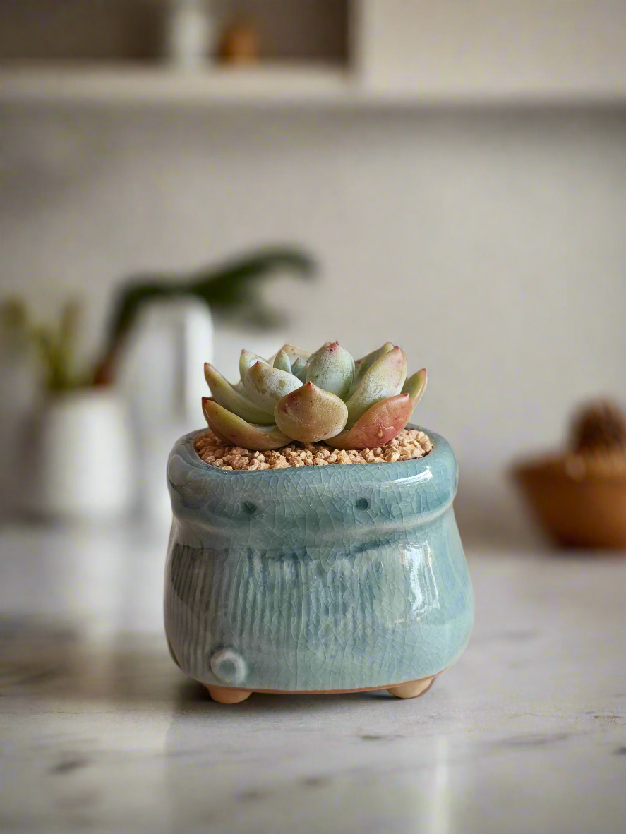 Succulent Glaze Square Pot - Gift Favors in light blue