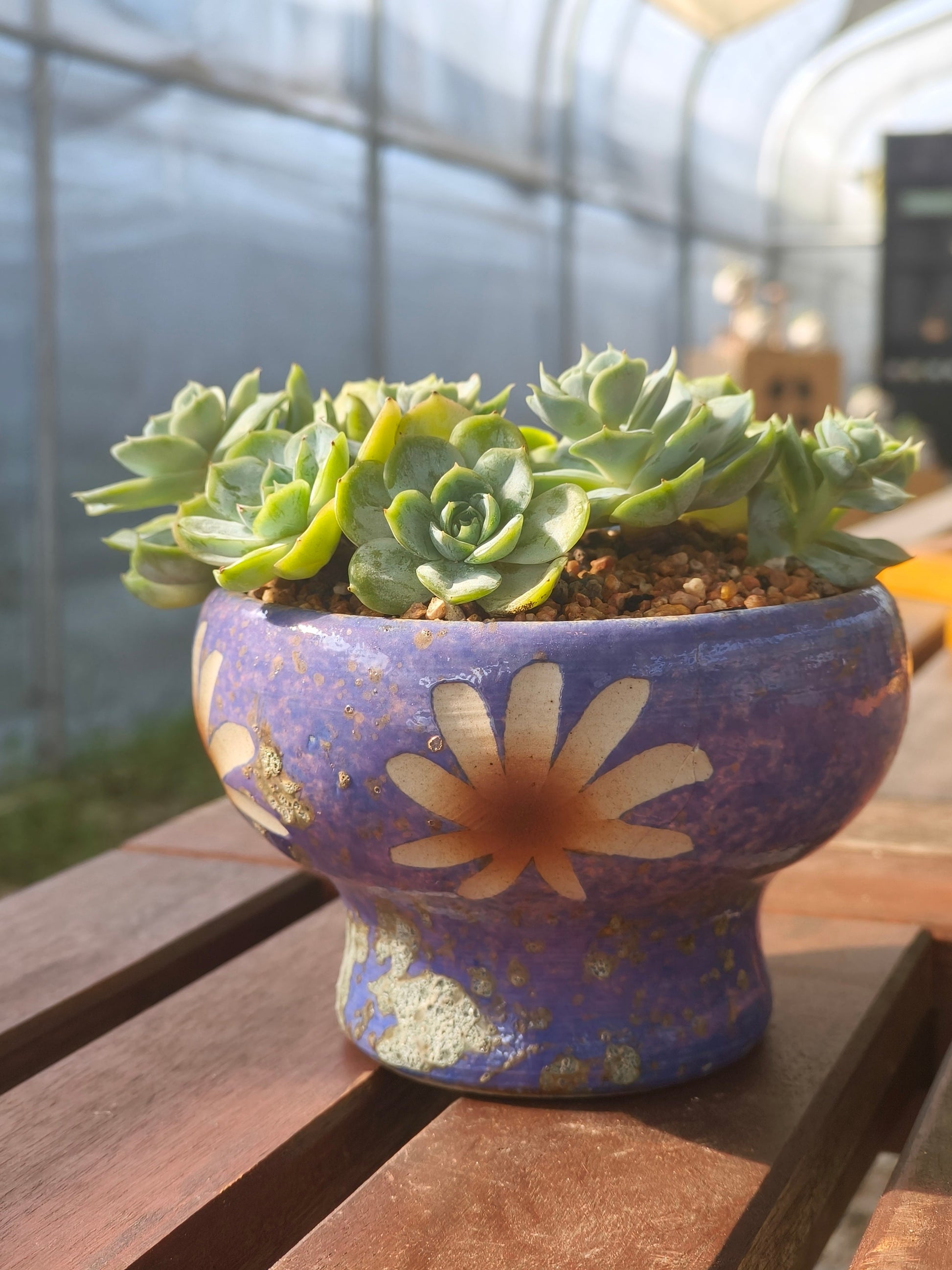Succulent Moonlit Bloom Planter – Periwinkle Blue with Echeveria 'Blue Surprise' - SlowBloomGreens