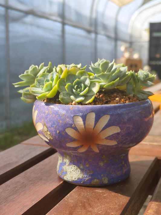 Succulent Moonlit Bloom Planter – Periwinkle Blue with Echeveria 'Blue Surprise' - SlowBloomGreens