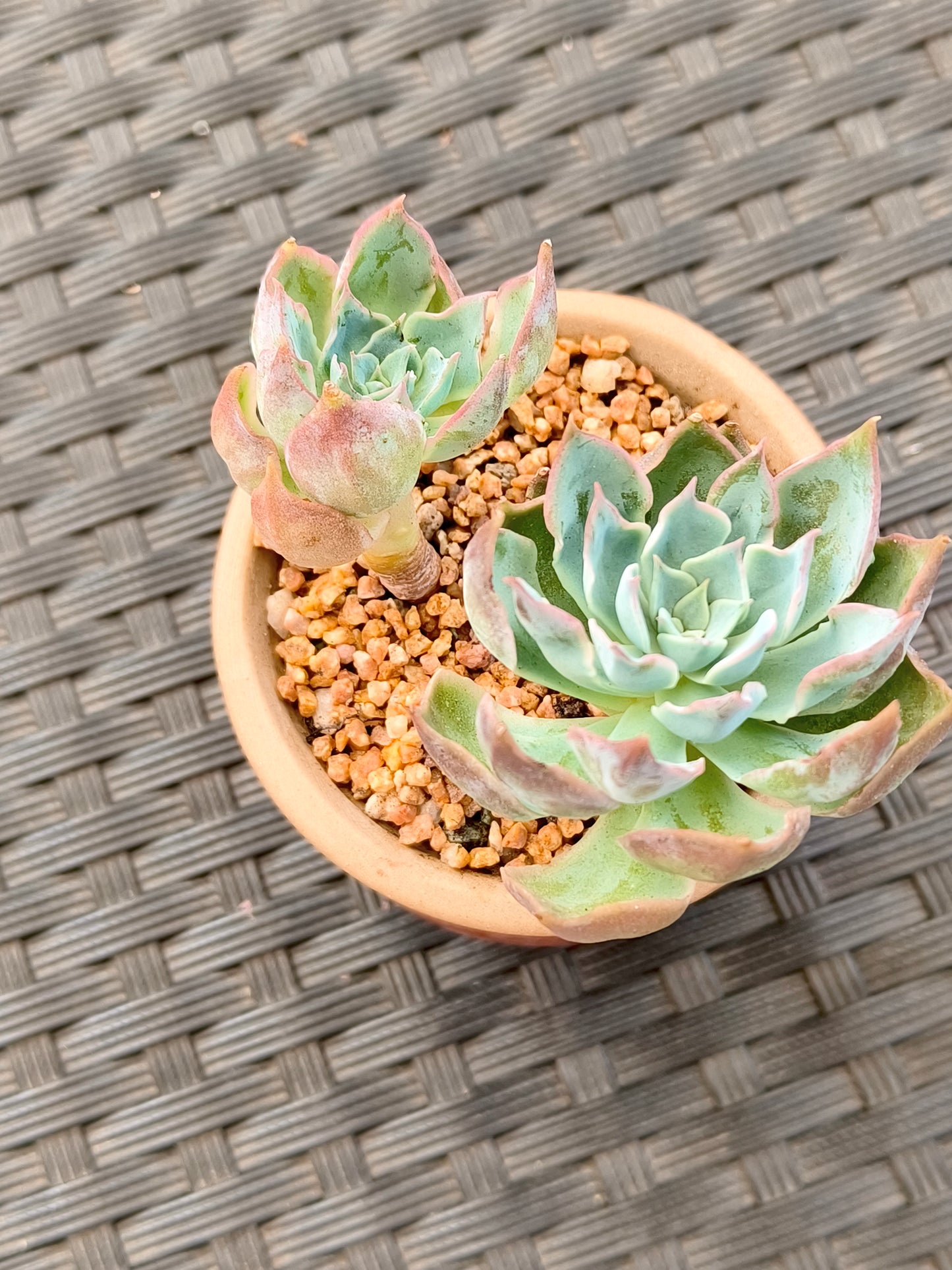 Succulent Rustica Mahogany Planter – Echeveria Peacockii - SlowBloomGreens