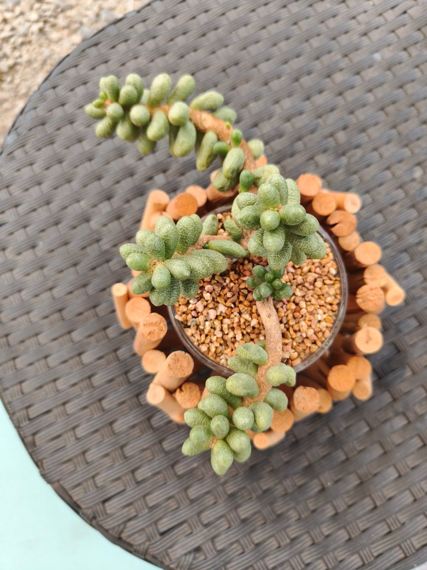 Succulent Quiet Grove Planter – Sedum Hernandezii *Rare