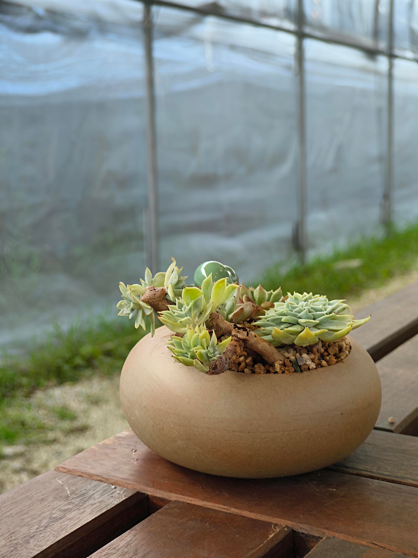 Succulent Snail Planter – Vibrant Succulents
