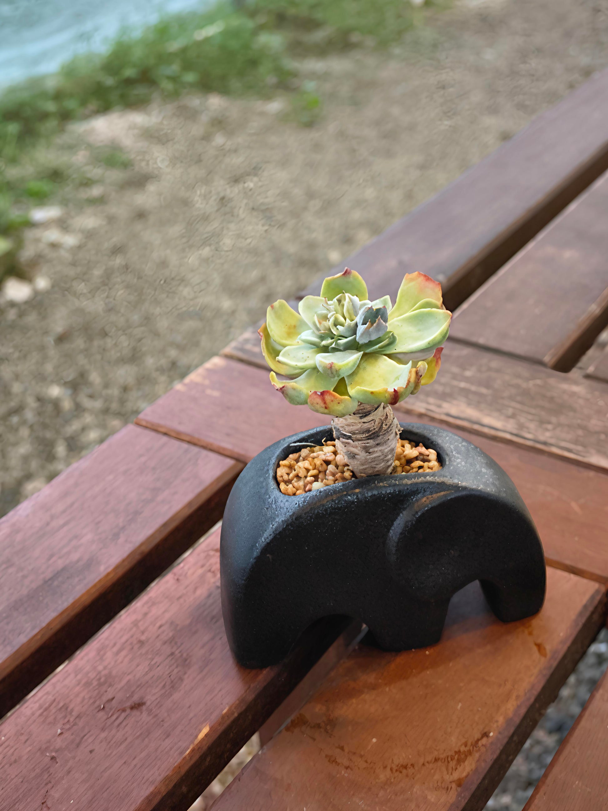 Succulent Petite Black Elephant Planter - Echeveria Elegans - SlowBloomGreens