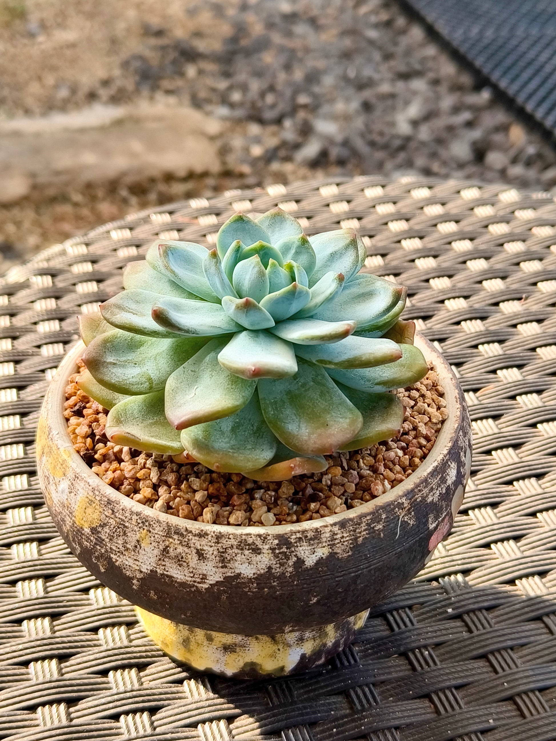 Succulent Moonlit Bloom Planter – Desert Gold with Echeveria Orange Monroe - SlowBloomGreens