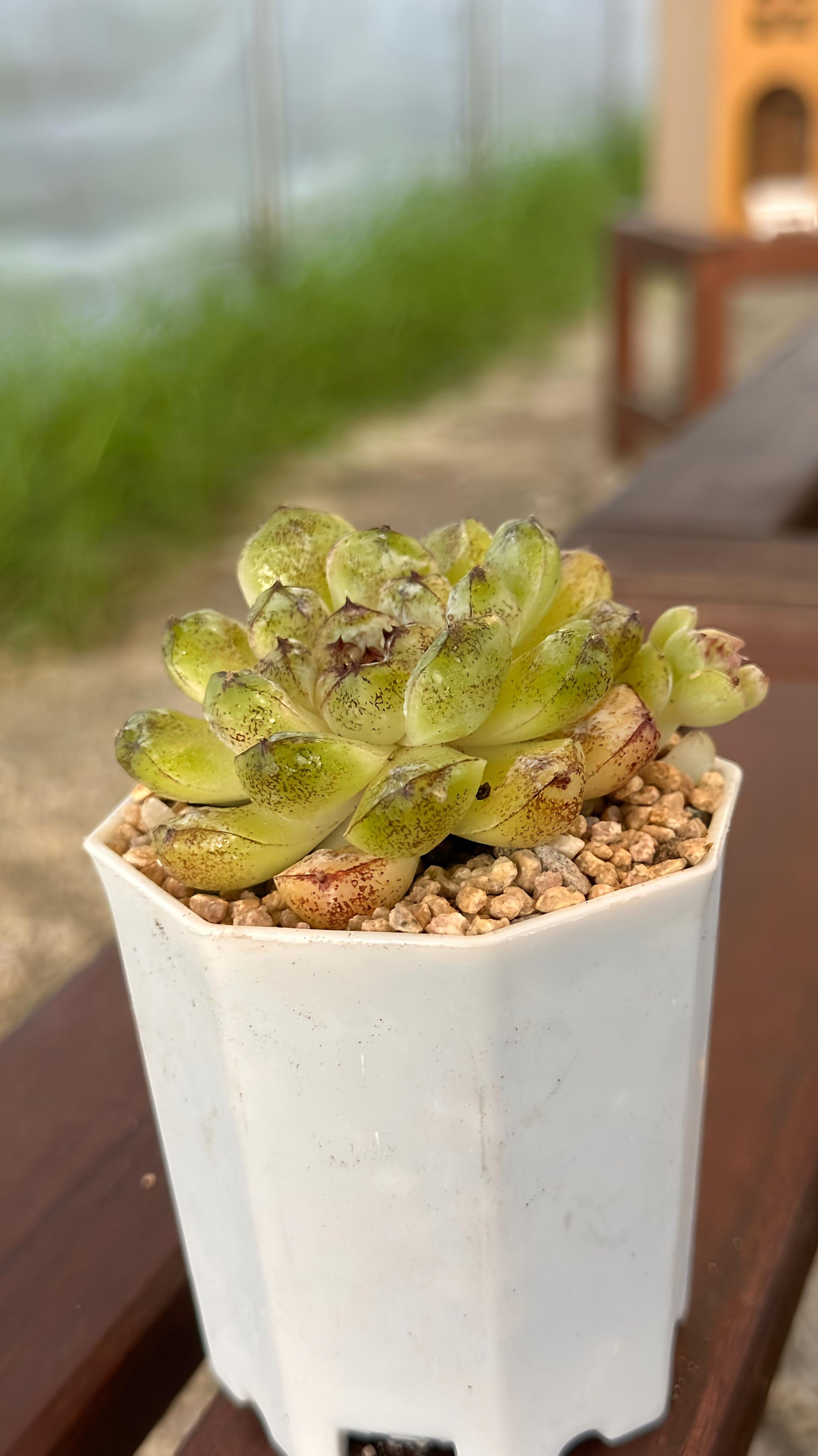 Succulent Starter Planter - Echeveria hybrid