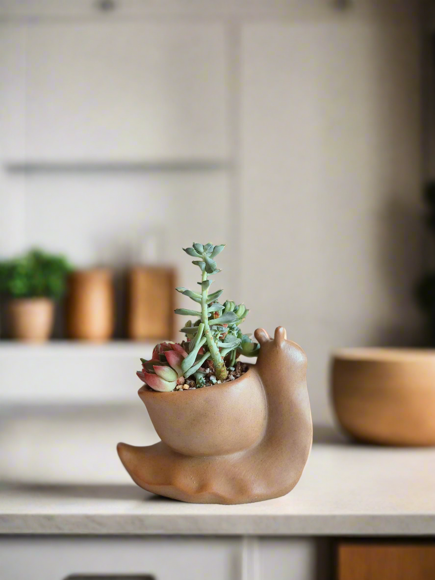 Succulent Snail Pot – Echeveria - SlowBloomGreens