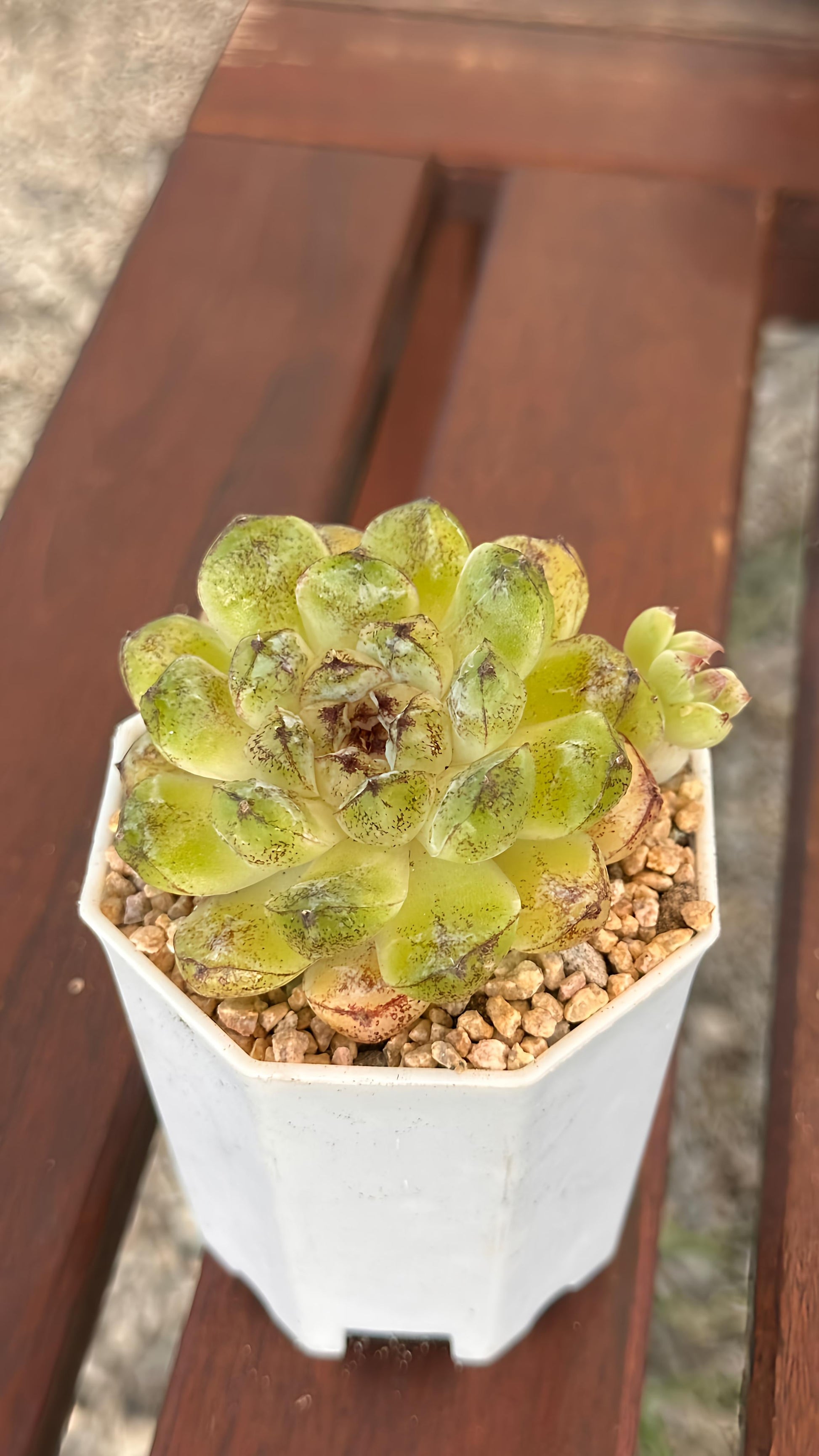 Succulent Starter Planter - Echeveria hybrid