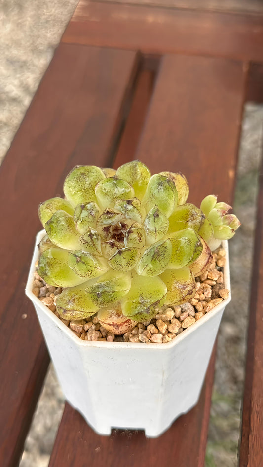 Succulent Starter Planter - Echeveria hybrid