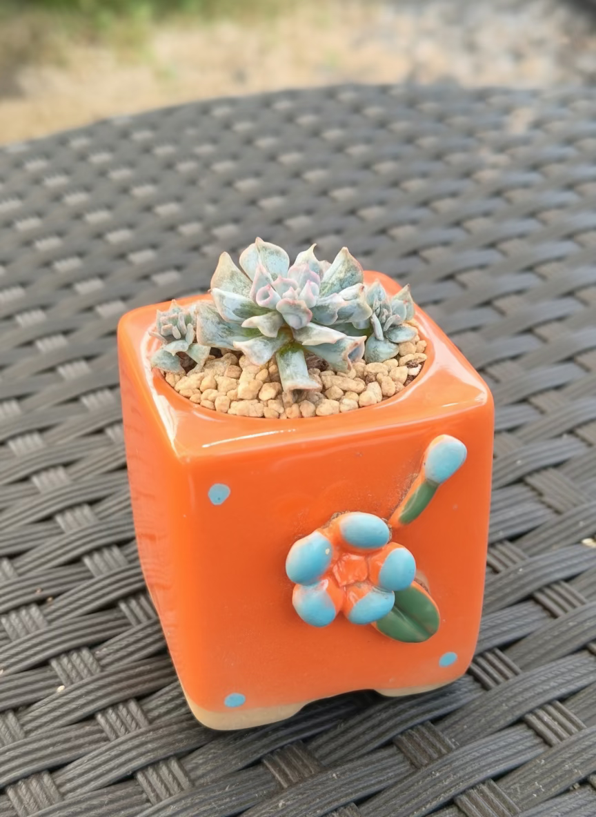 Succulent Floral Charm Orange Mini Planter – Echeveria 'Cubic Frost' (Botle tree)