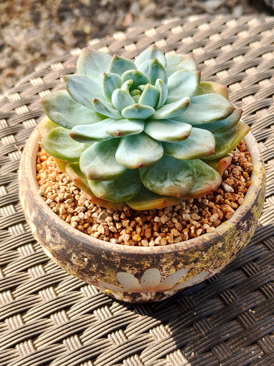 Succulent Moonlit Bloom Planter – Desert Gold with Echeveria Orange Monroe - SlowBloomGreens
