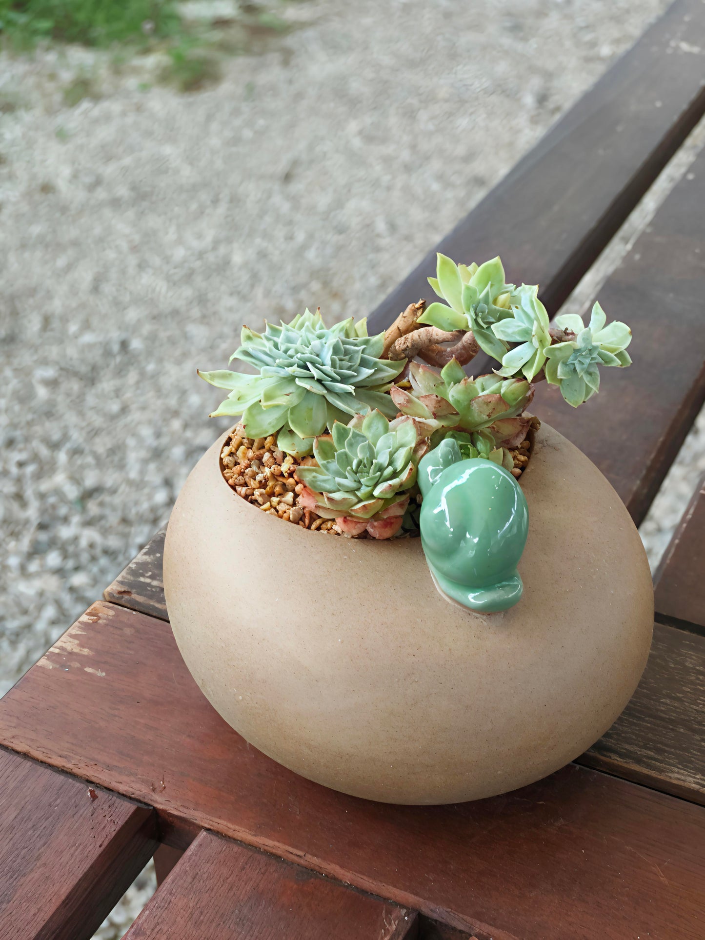 Succulent Snail Planter – Vibrant Succulents