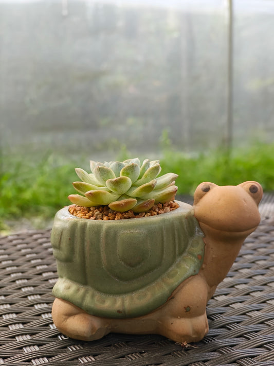 Succulent Tortoise Planter- Echeveria Ice Green - SlowBloomGreens
