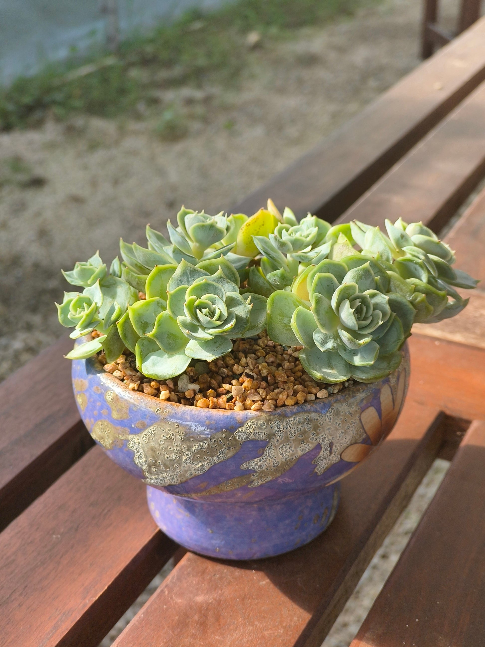 Succulent Moonlit Bloom Planter – Periwinkle Blue with Echeveria 'Blue Surprise' - SlowBloomGreens