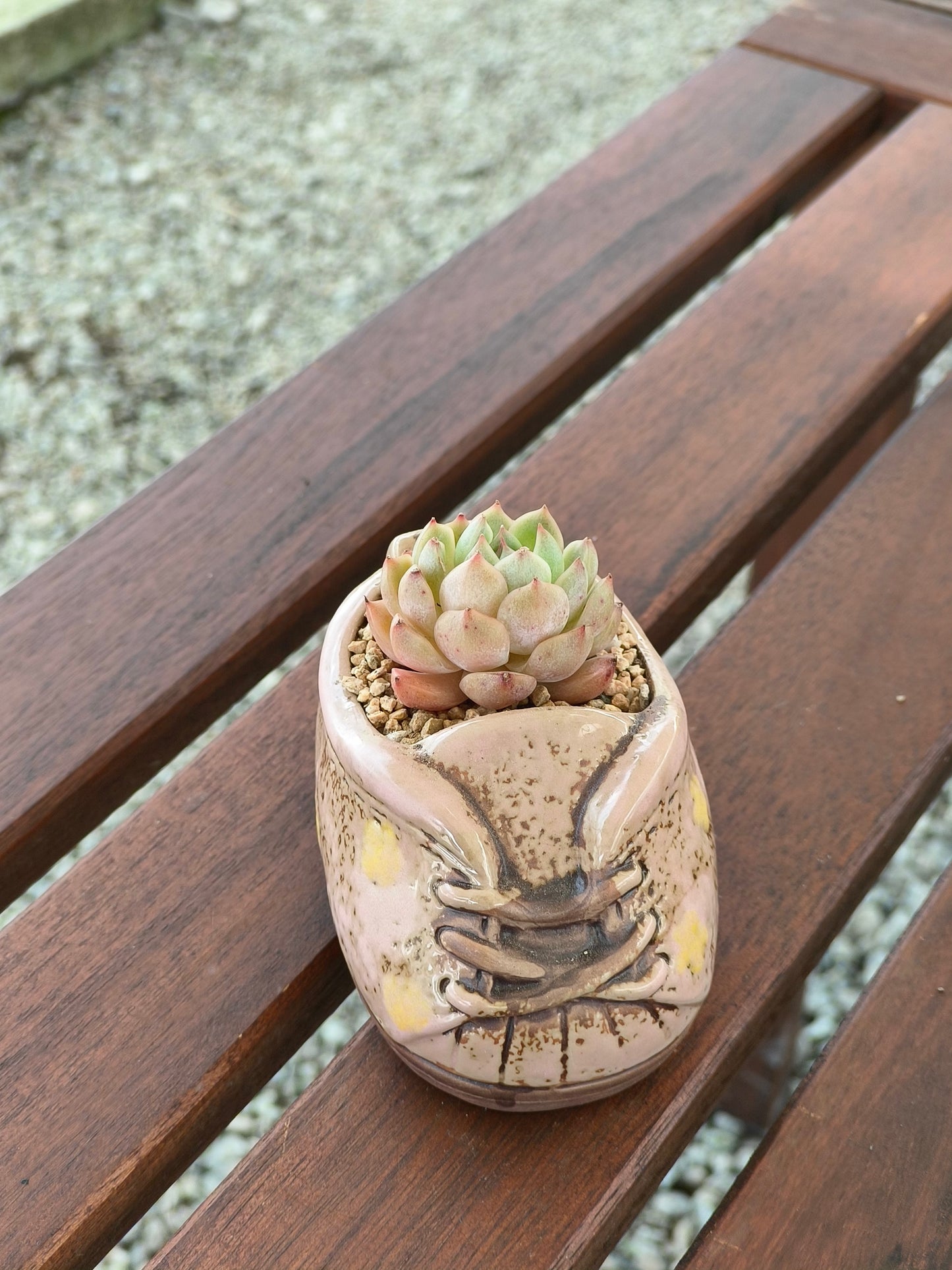 Succulent Laced-Up Soft Pink Charm Pot – Echeveria Elegans