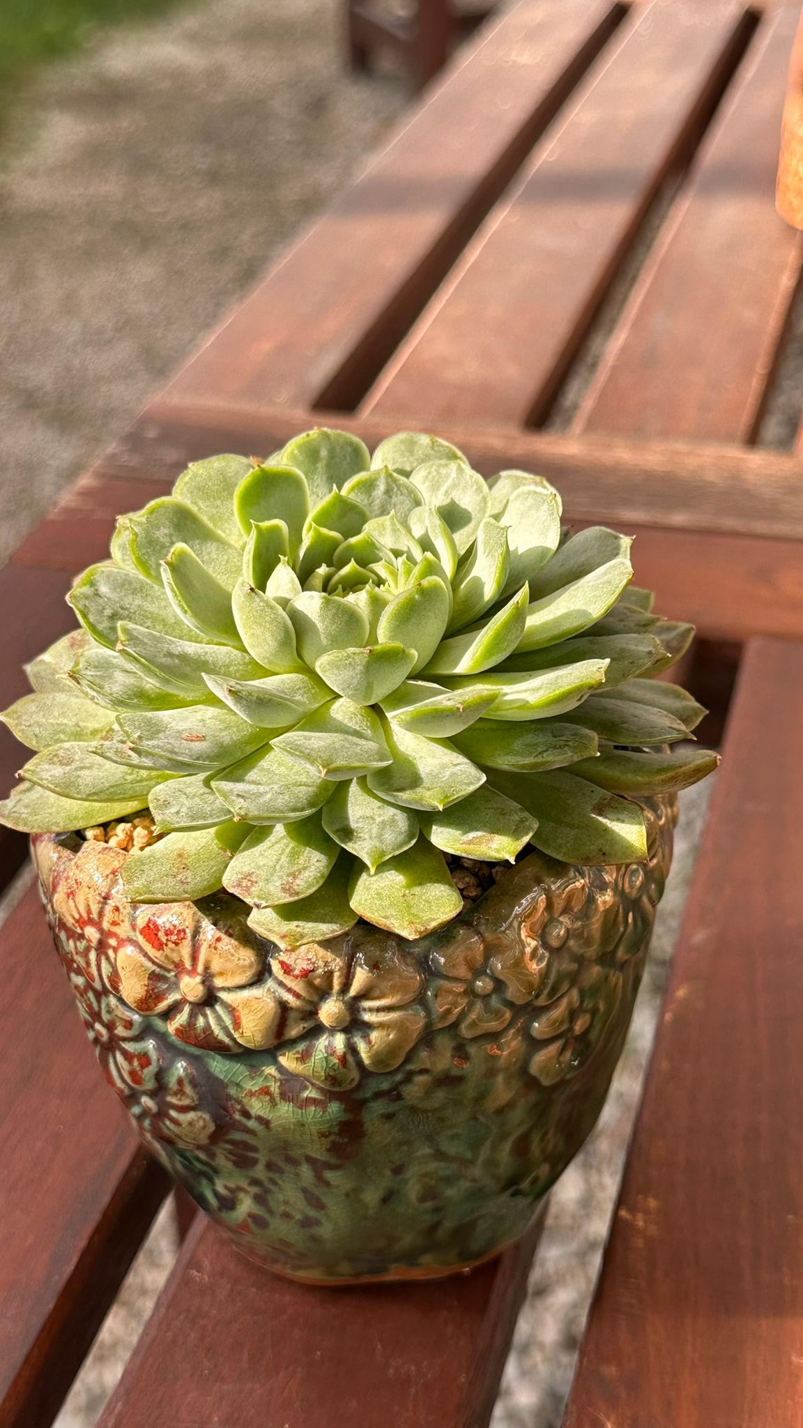 Succulent Rustica Ceramic Planter – Echeveria 'Lime n Chili'