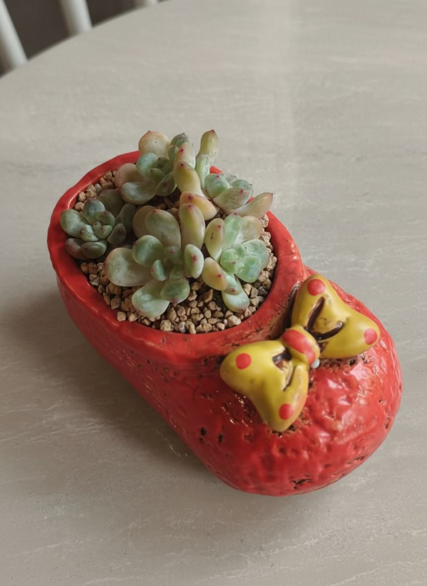 Succulent Mary Jane Charm Red Planter – Graptopetalum Raul