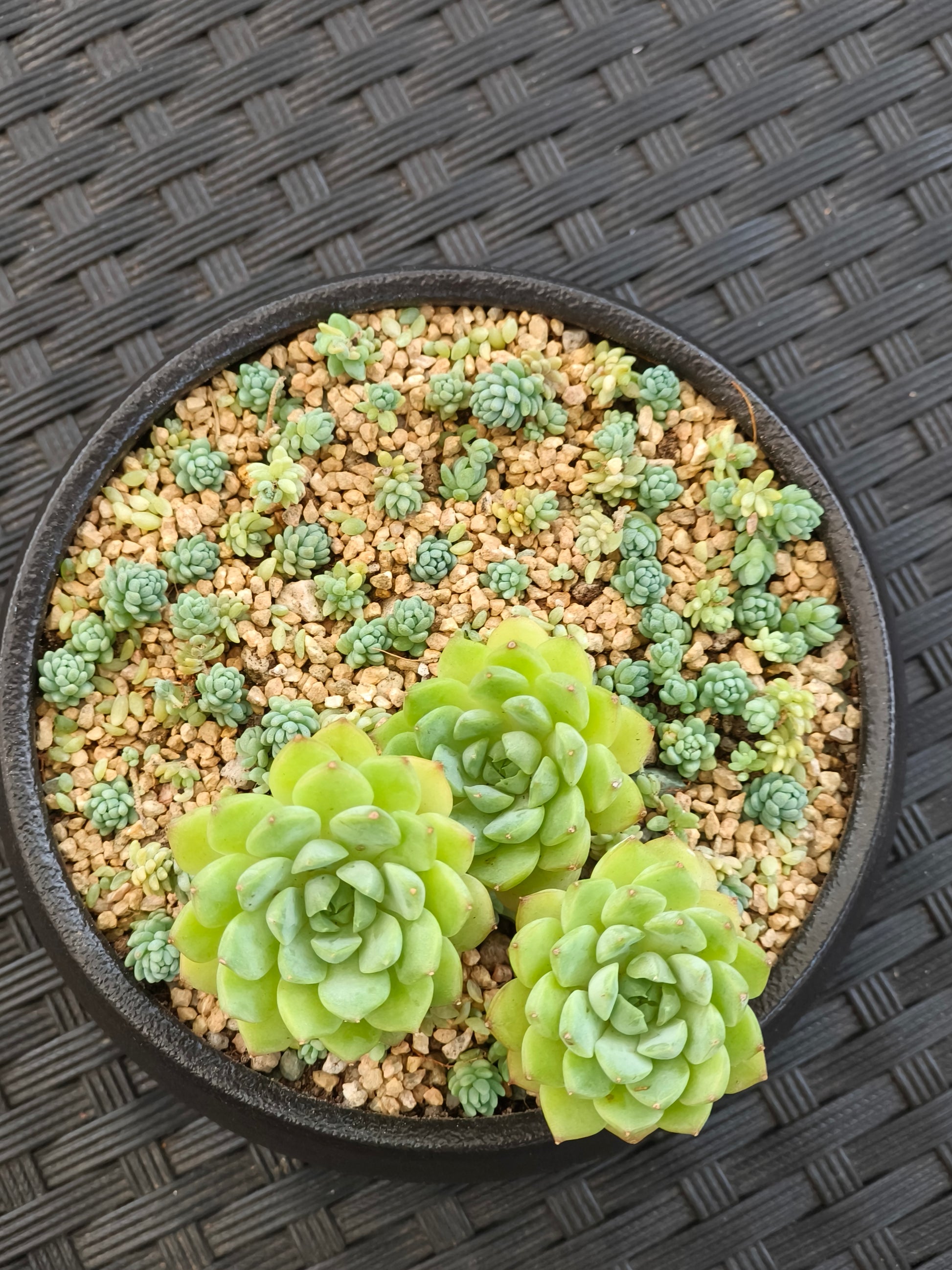 Succulent Classic Black Planter – Echeveria ‘Lime n Chili’ & Blue Tears Sedum - SlowBloomGreens