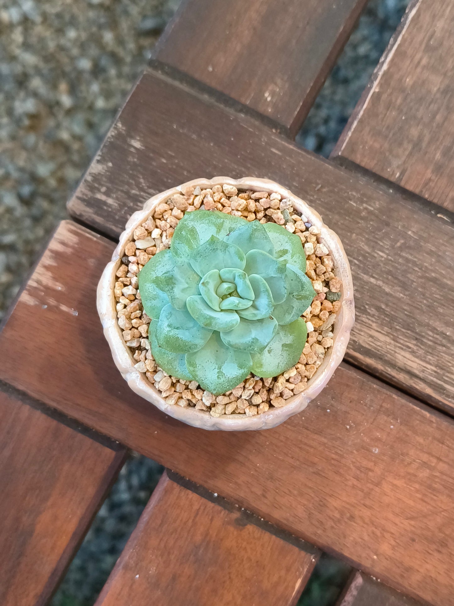 Succulent Peach-Teal Ombre Gloss Mini Planter – Echeveria 'Ice Green'
