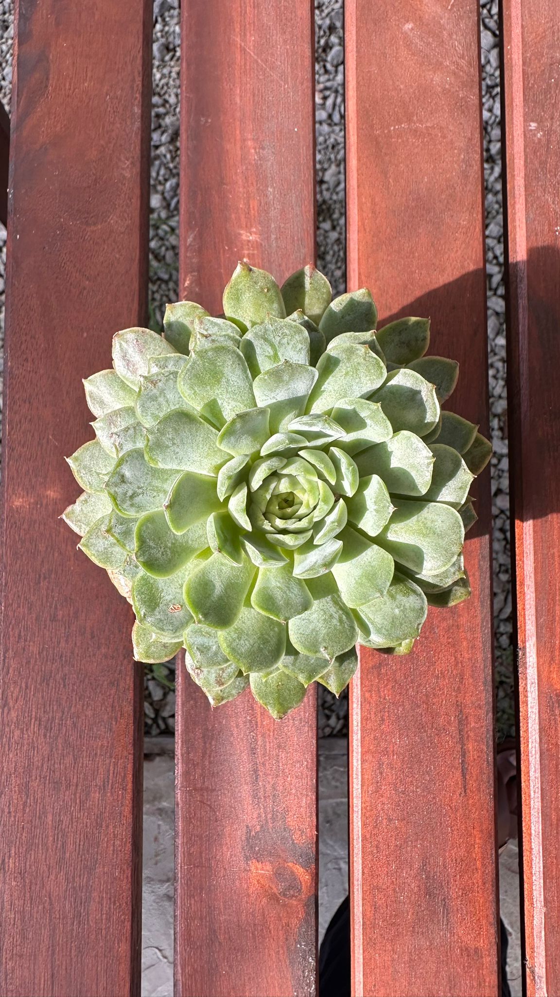 Succulent Rustica Ceramic Planter – Echeveria 'Lime n Chili'