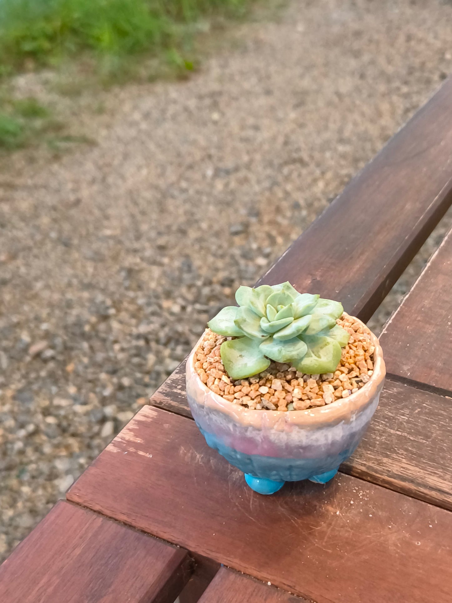 Succulent Peach-Teal Ombre Gloss Mini Planter – Echeveria 'Ice Green'