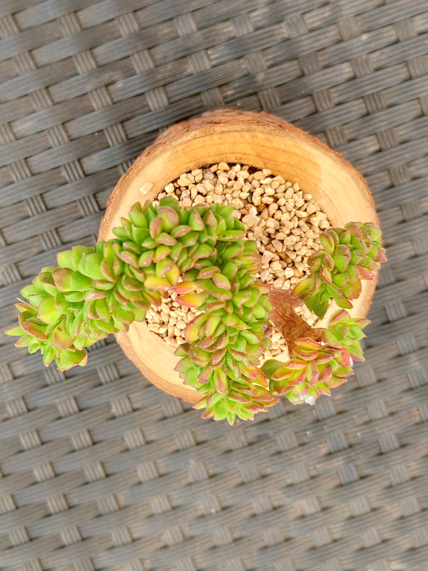 Succulent Nature Log Planter - Crested Lety's Sedeveria