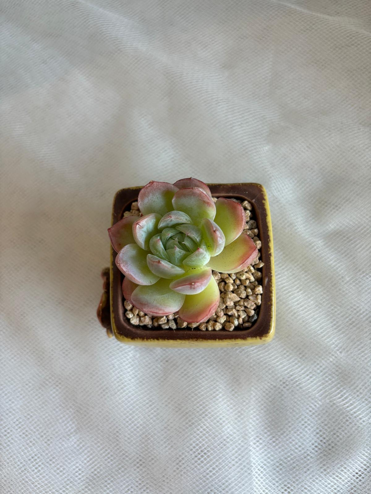 Succulent Ceramic Square Flowerpot Yellow – Echeveria Suryeon - SlowBloomGreens