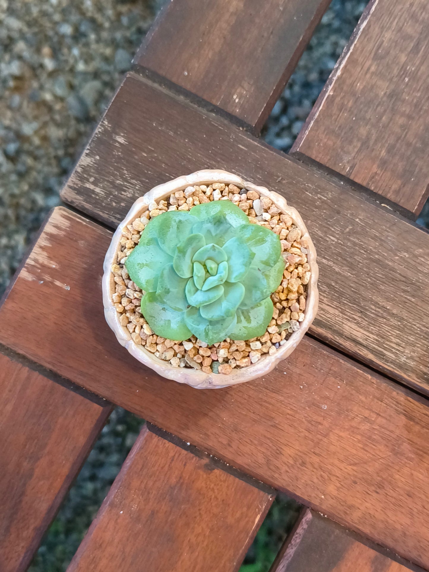 Succulent Peach-Teal Ombre Gloss Mini Planter – Echeveria 'Ice Green'