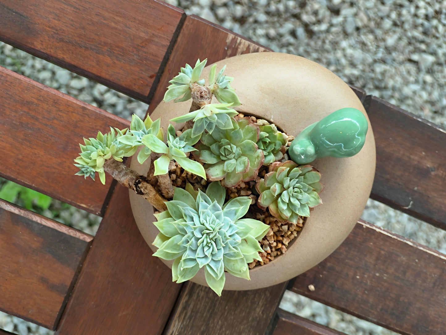 Succulent Snail Planter – Vibrant Succulents