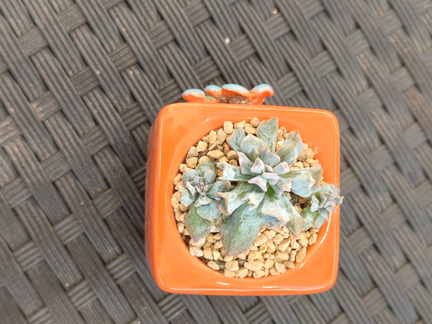 Succulent Floral Charm Orange Mini Planter – Echeveria 'Cubic Frost' (Botle tree)