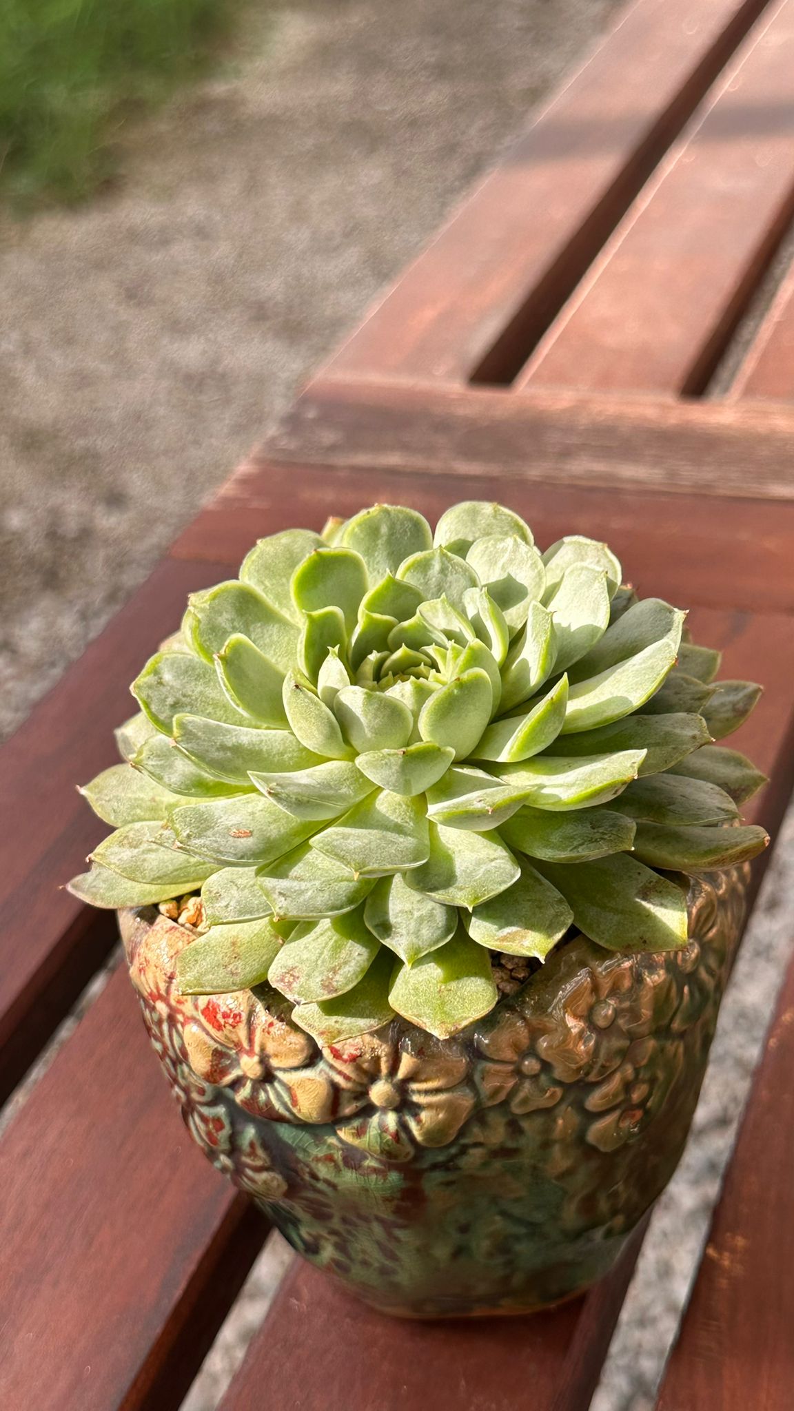 Succulent Rustica Ceramic Planter – Echeveria 'Lime n Chili'