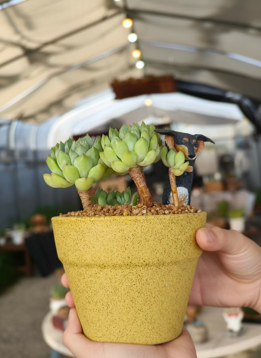 Succulent Speckled Terracotta Yellow Planter (with dauchund) – Echeveria Chilli & Lime
