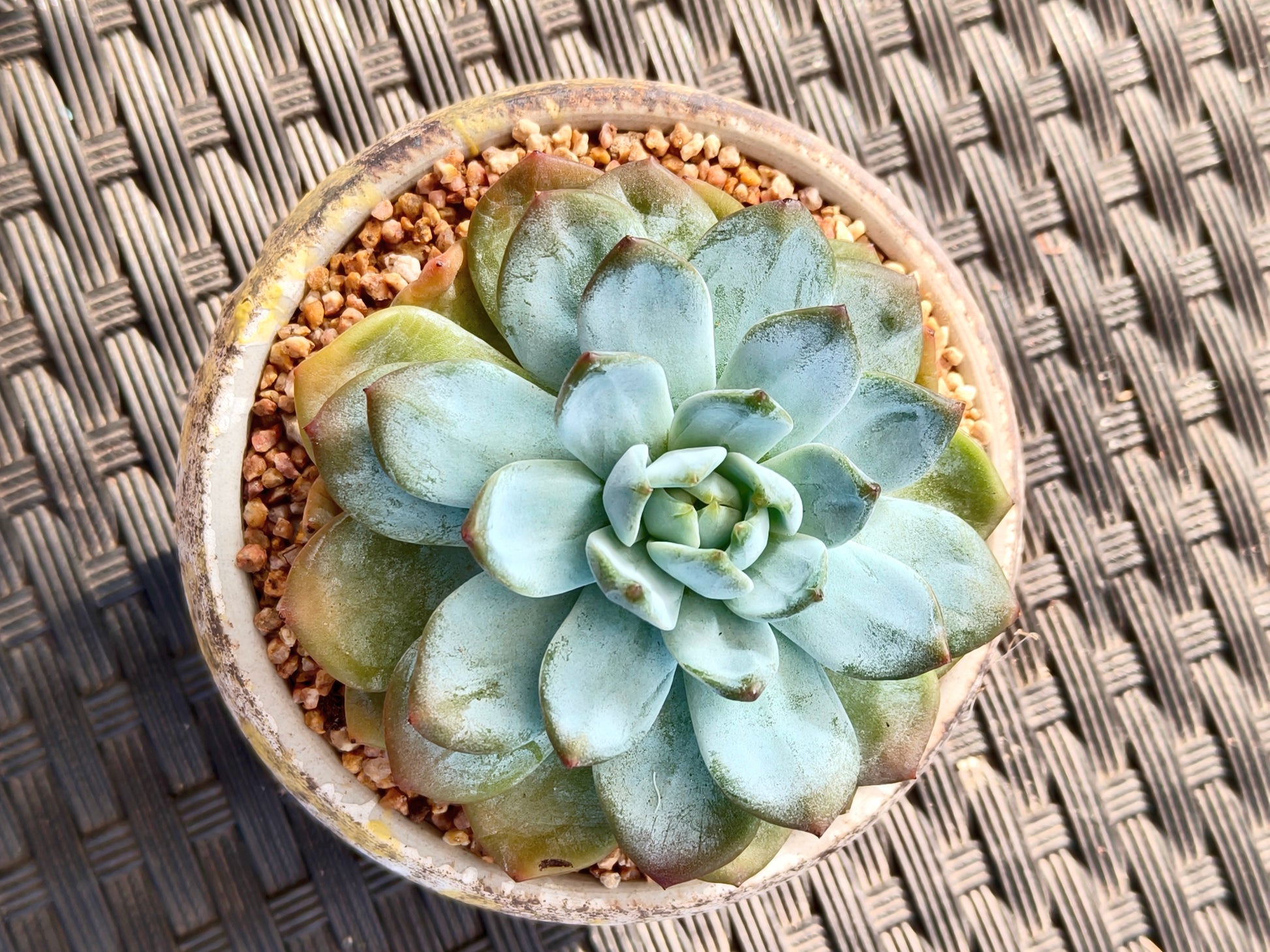 Succulent Moonlit Bloom Planter – Desert Gold with Echeveria Orange Monroe - SlowBloomGreens