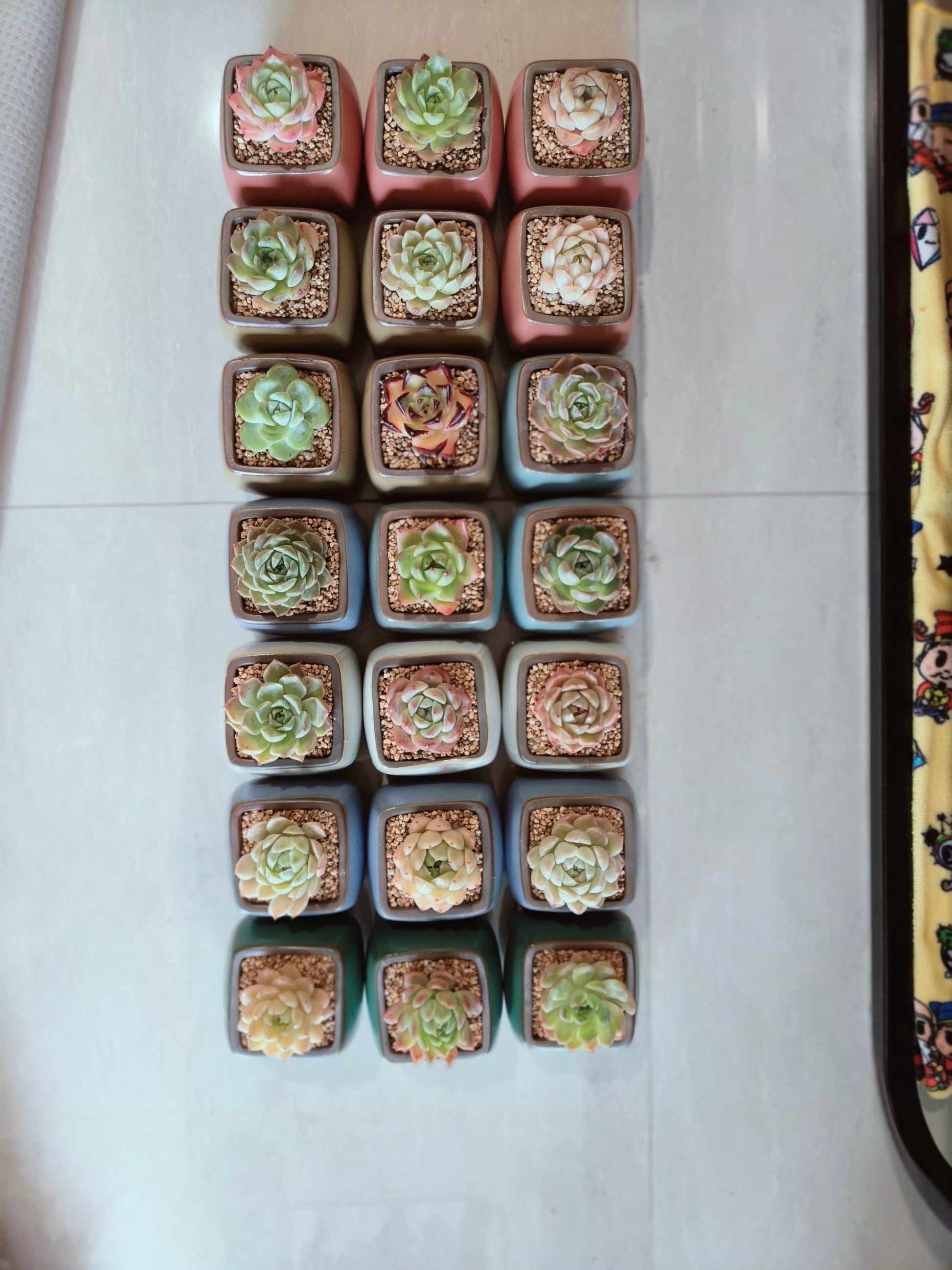 Succulent Serene Square Pots- Gift Favors (6 in a set) - SlowBloomGreens