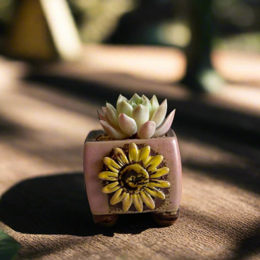 Succulent Ceramic Square Flowerpot Pastel Pink – Pachyphytum Cream Beauty - SlowBloomGreens
