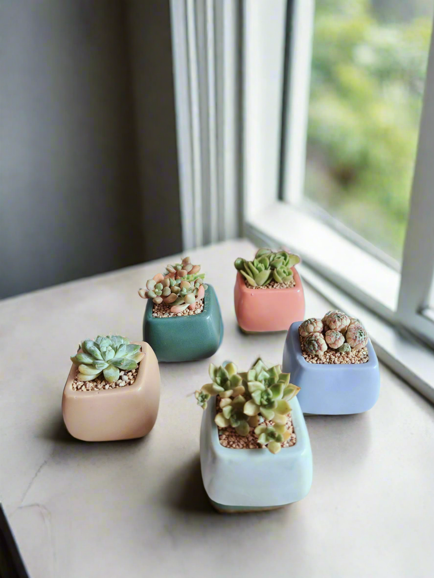 Set of 10 Succulent Serene Square Pots