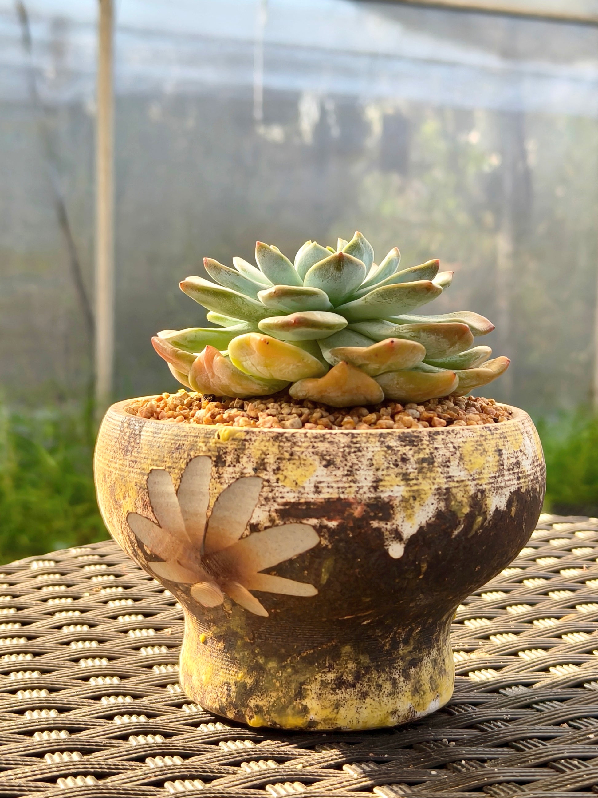Succulent Moonlit Bloom Planter – Desert Gold with Echeveria Orange Monroe - SlowBloomGreens