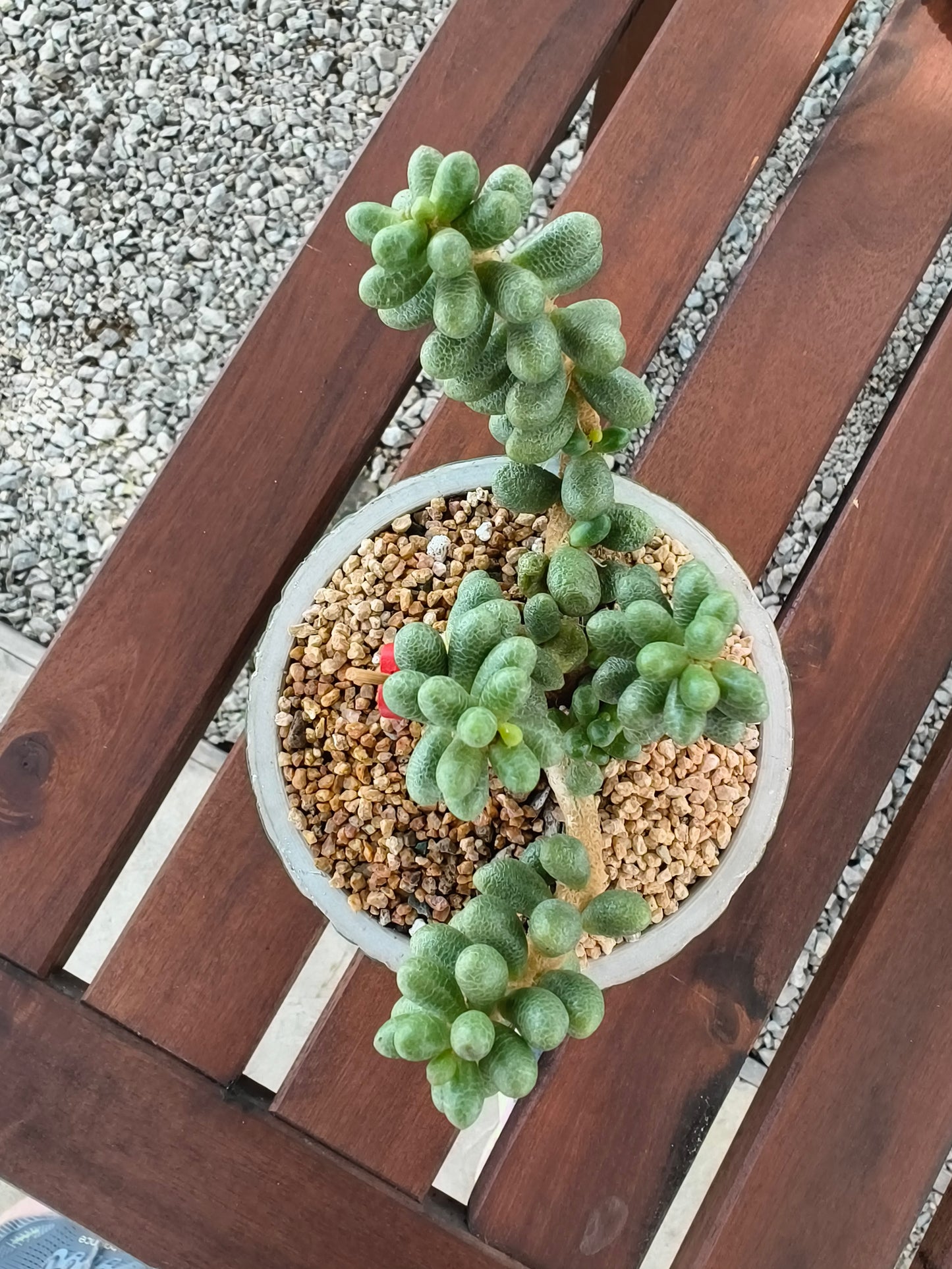 Succulent Whispering Leaves – Sedum Hernandezii