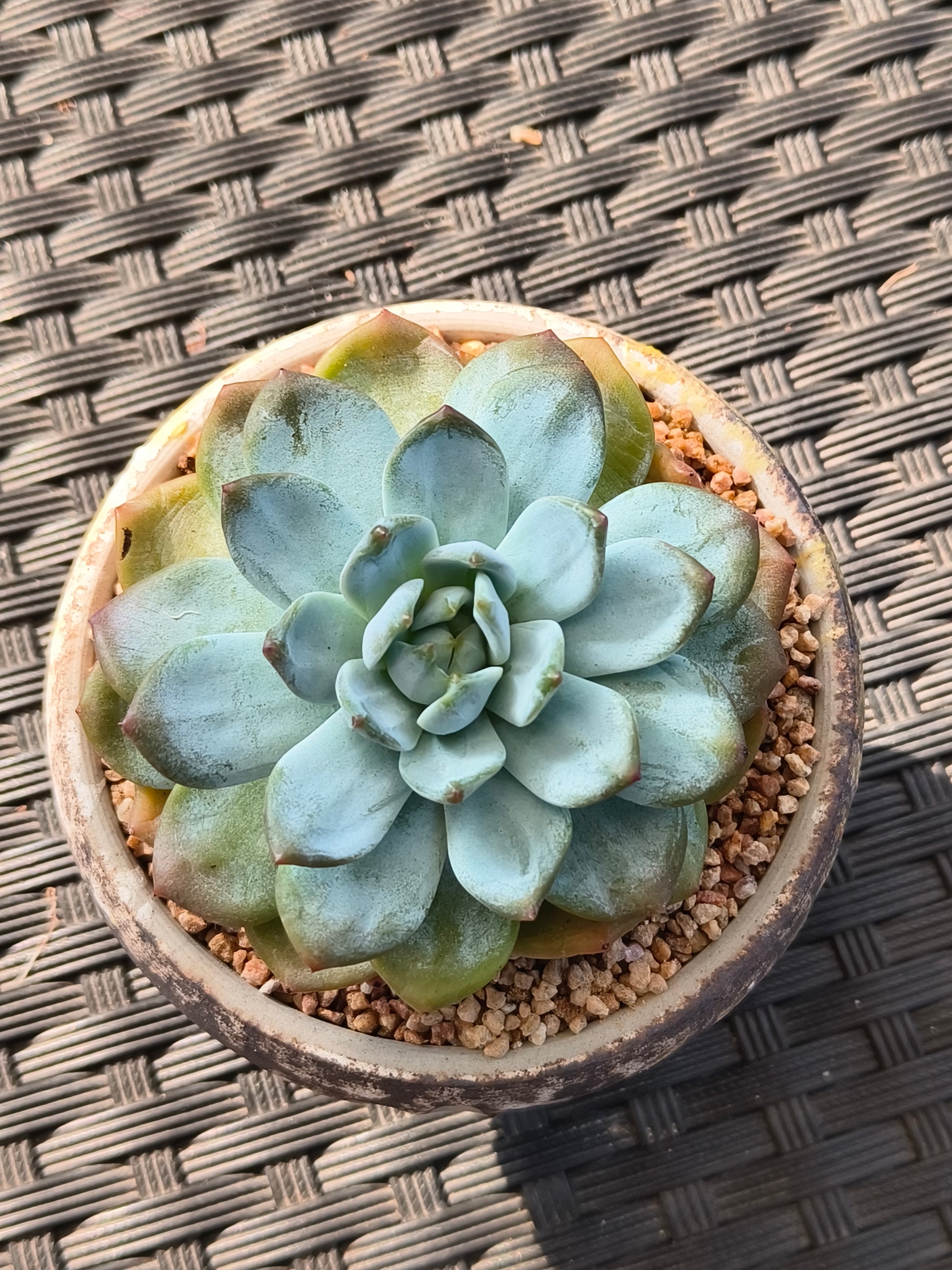 Succulent Moonlit Bloom Planter – Desert Gold with Echeveria Orange Monroe - SlowBloomGreens