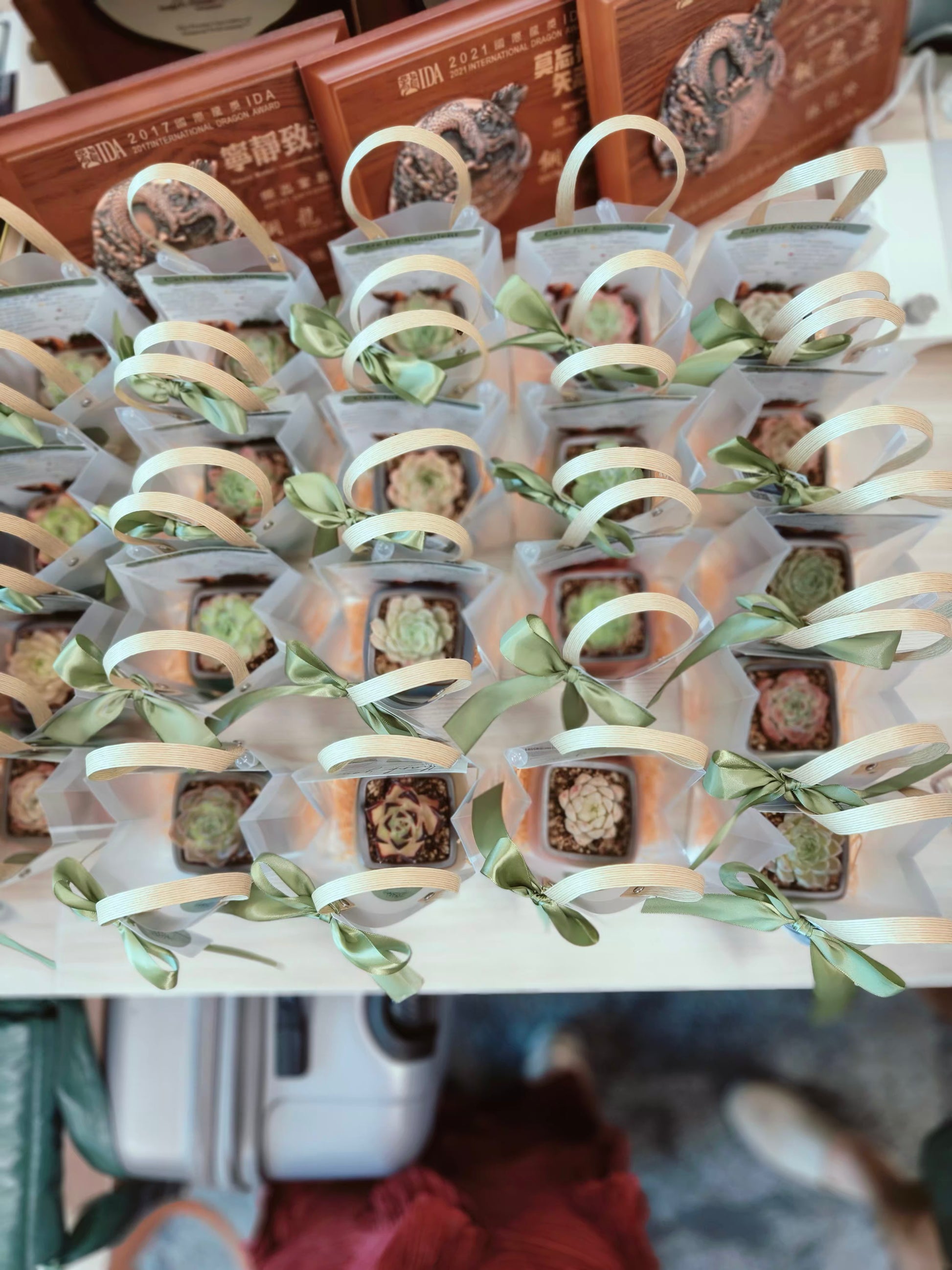 Succulent Serene Square Pots- Gift Favors (6 in a set) - SlowBloomGreens