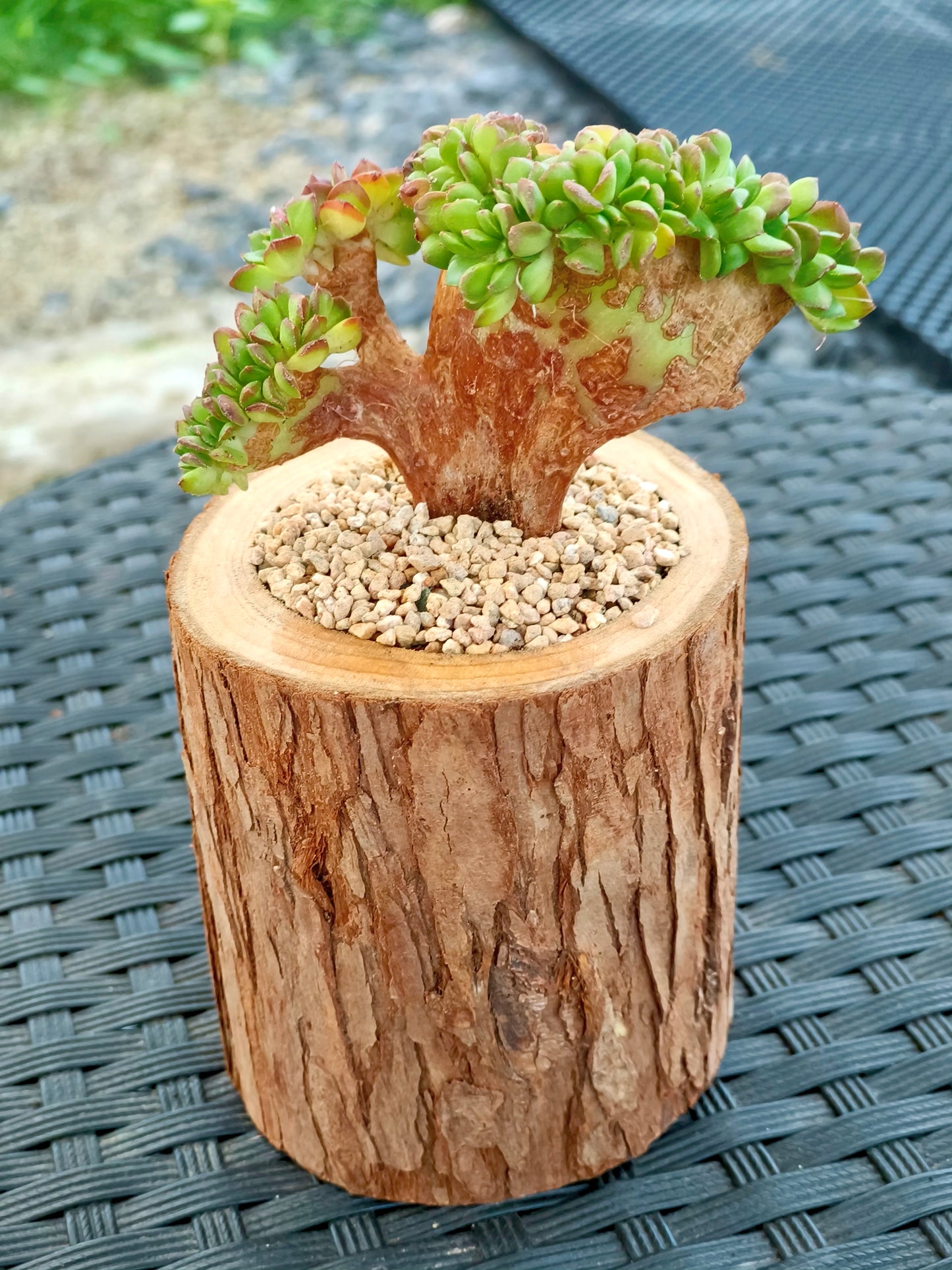 Succulent Nature Log Planter - Crested Lety's Sedeveria