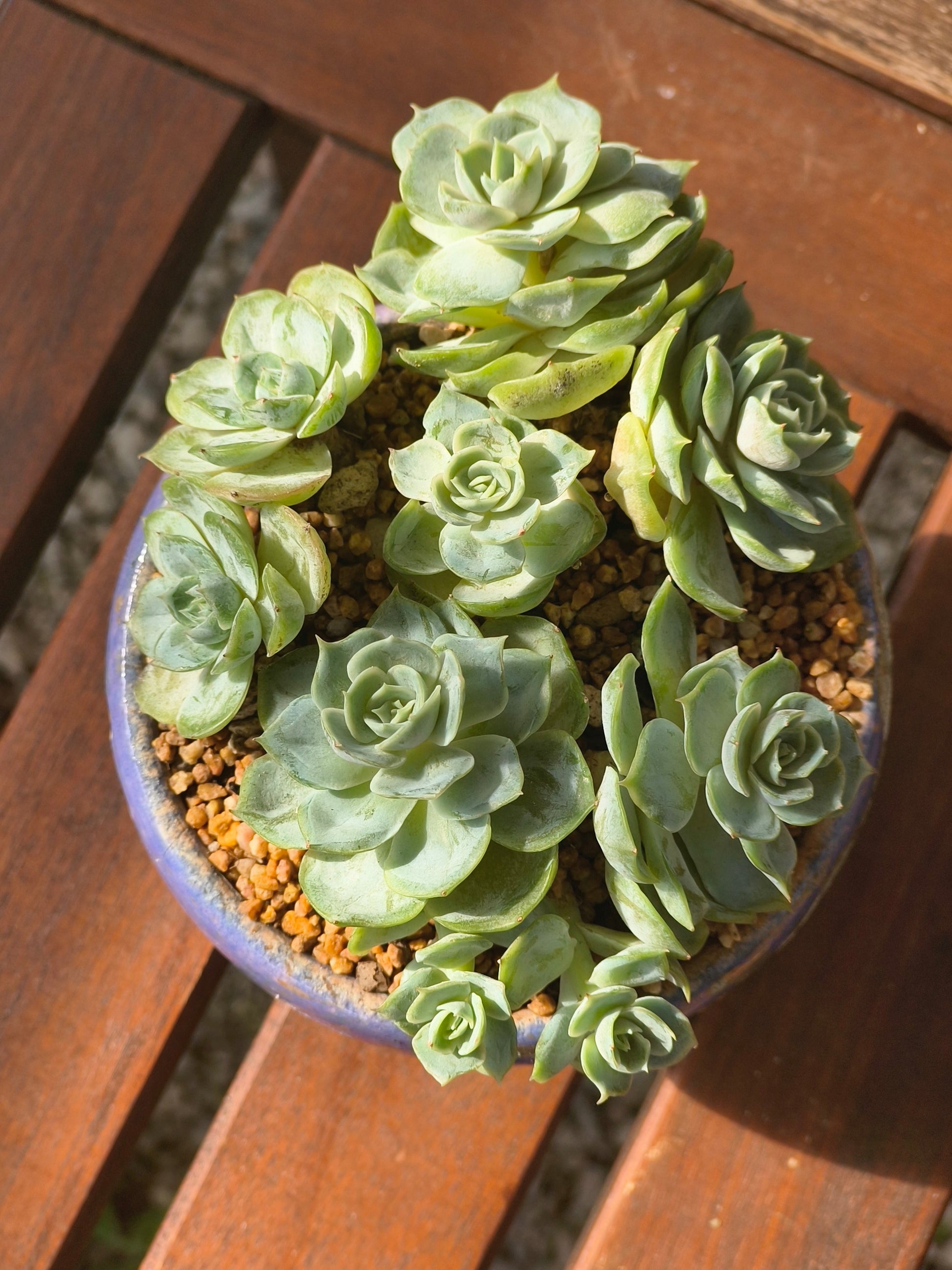 Succulent Moonlit Bloom Planter – Periwinkle Blue with Echeveria 'Blue Surprise' - SlowBloomGreens