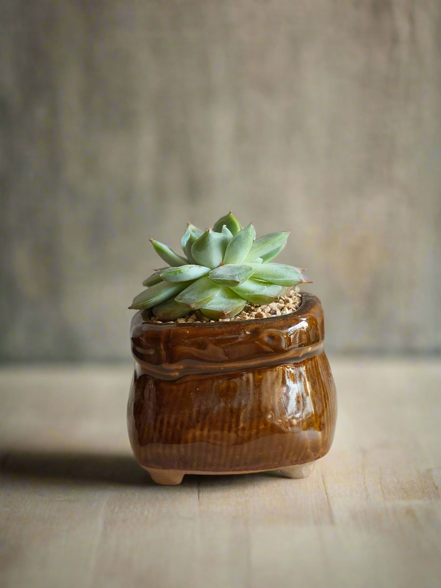 Succulent Glaze Square Pot - Gift Favors for small succulents