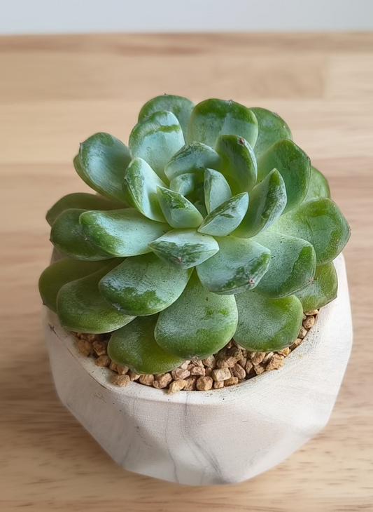 Succulent Classic Marble Ash Planter – Echeveria Ice Green