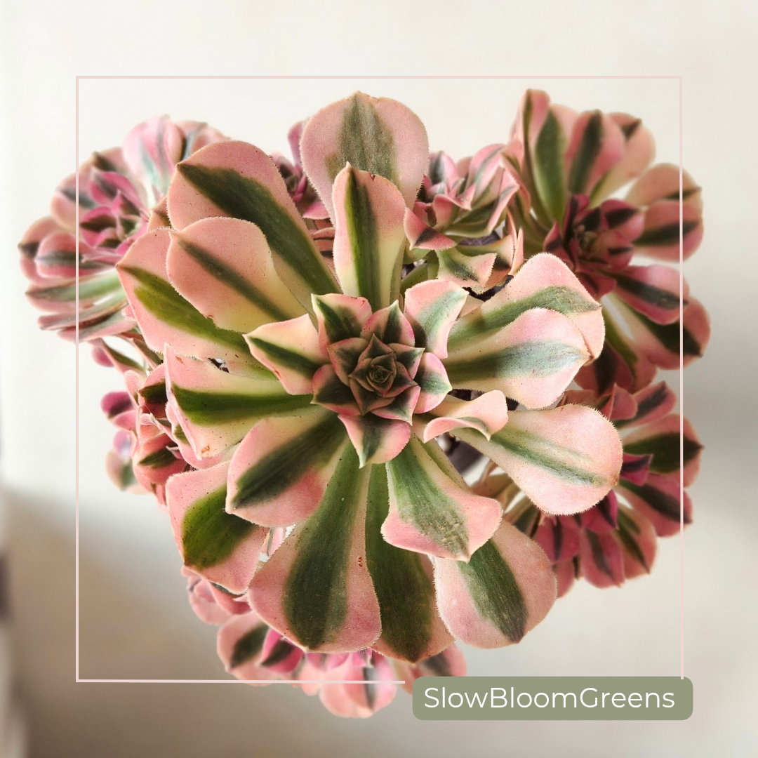 Aeonium Pink Witch Variegata succulent with pink, white, and green hues.